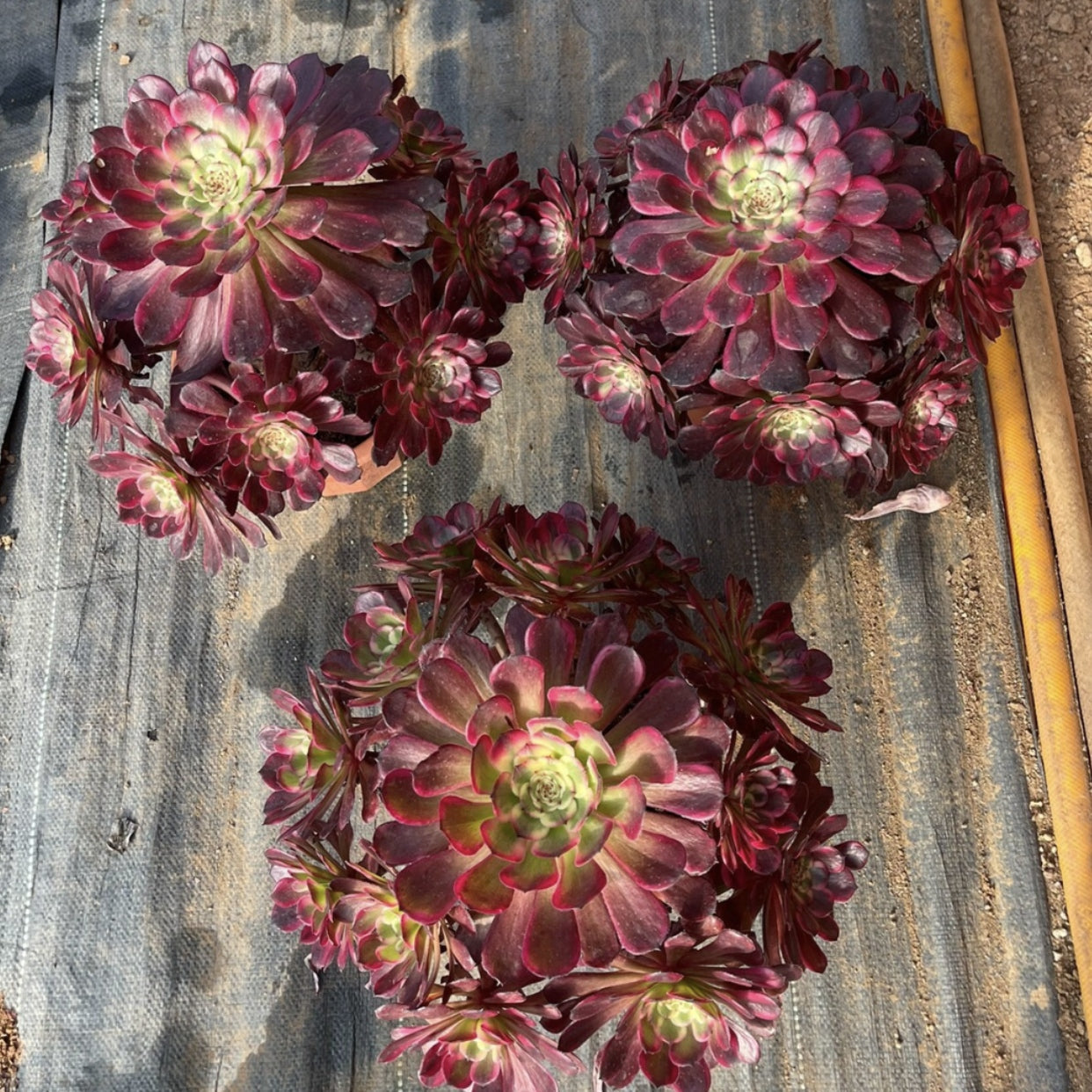 black succulent plant 250mm Aeonium 'Black Kingkong' Cluster, Variegated Succulent – FM succulent