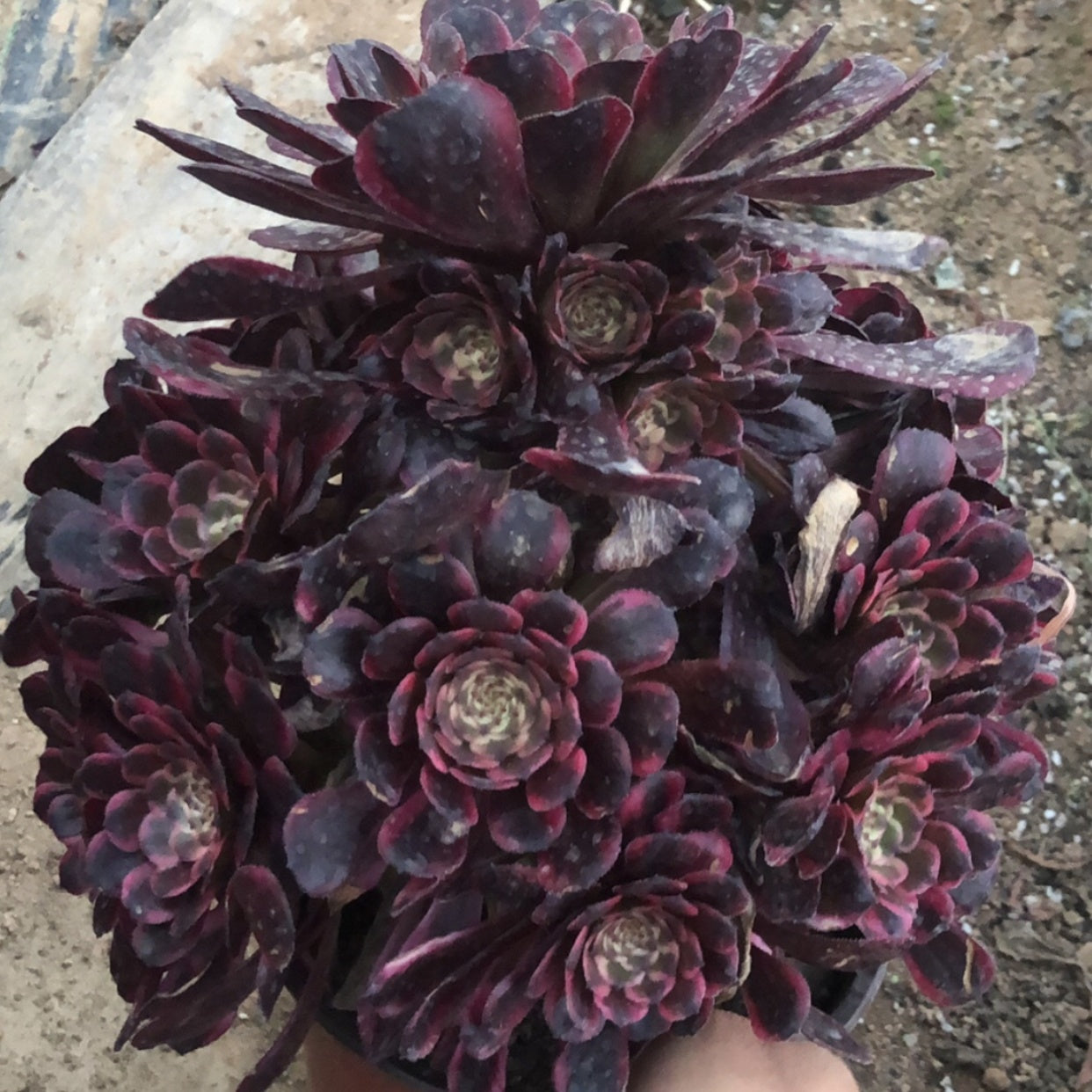 250mm Aeonium ‘Black Kingkong’ Cluster, Variegated Succulent