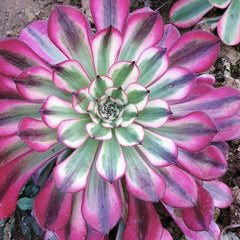 100mm Variegated Aeonium 'Garnet', AKA 'Moon goddess' , Rare and Live Succulent