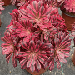 250mm Variegated Aeonium 'Garnet'  Cluster, AKA 'Moon Goddess' ,Rare and Live Succulent