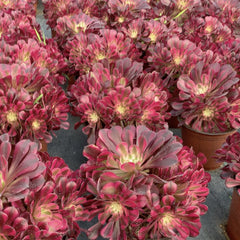 250mm Variegated Aeonium 'Garnet'  Cluster, AKA 'Moon Goddess' ,Rare and Live Succulent