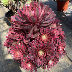 250mm Variegated Aeonium 'Garnet'  Cluster, AKA 'Moon Goddess' ,Rare and Live Succulent