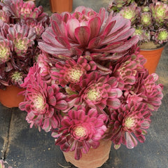 250mm Variegated Aeonium 'Garnet'  Cluster, AKA 'Moon Goddess' ,Rare and Live Succulent
