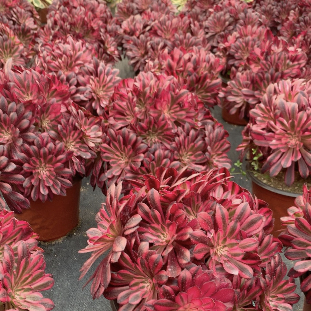 250mm Variegated Aeonium 'Garnet'  Cluster, AKA 'Moon Goddess' ,Rare and Live Succulent