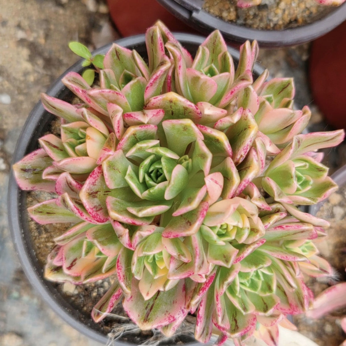 sweet and succulent shop 100mm Aeonium 'Sweet Tea' Small Cluster, Variegated Succulent – FM succulent