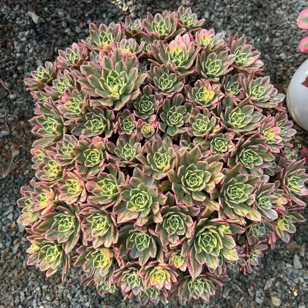 300mm Aeonium 'Sweet Tea' Cluster, Variegated Succulent
