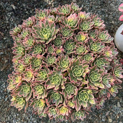 300mm Aeonium 'Sweet Tea' Cluster, Variegated Succulent