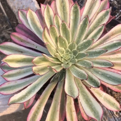 100mm Aeonium ‘XianMo’ Single, Variegated Succulent