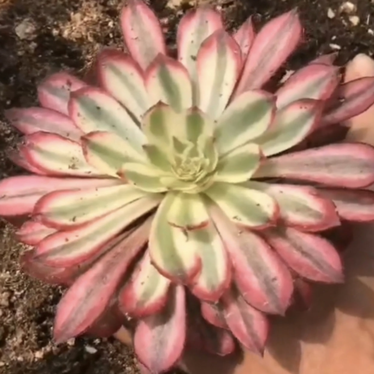 100mm Aeonium ‘XianMo’ Single, Variegated Succulent