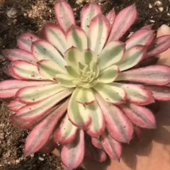 100mm Aeonium ‘XianMo’ Single, Variegated Succulent