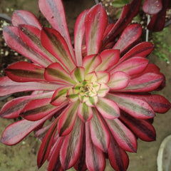 100mm Variegated Aeonium Zwartkin Single, Rare and Live Succulent