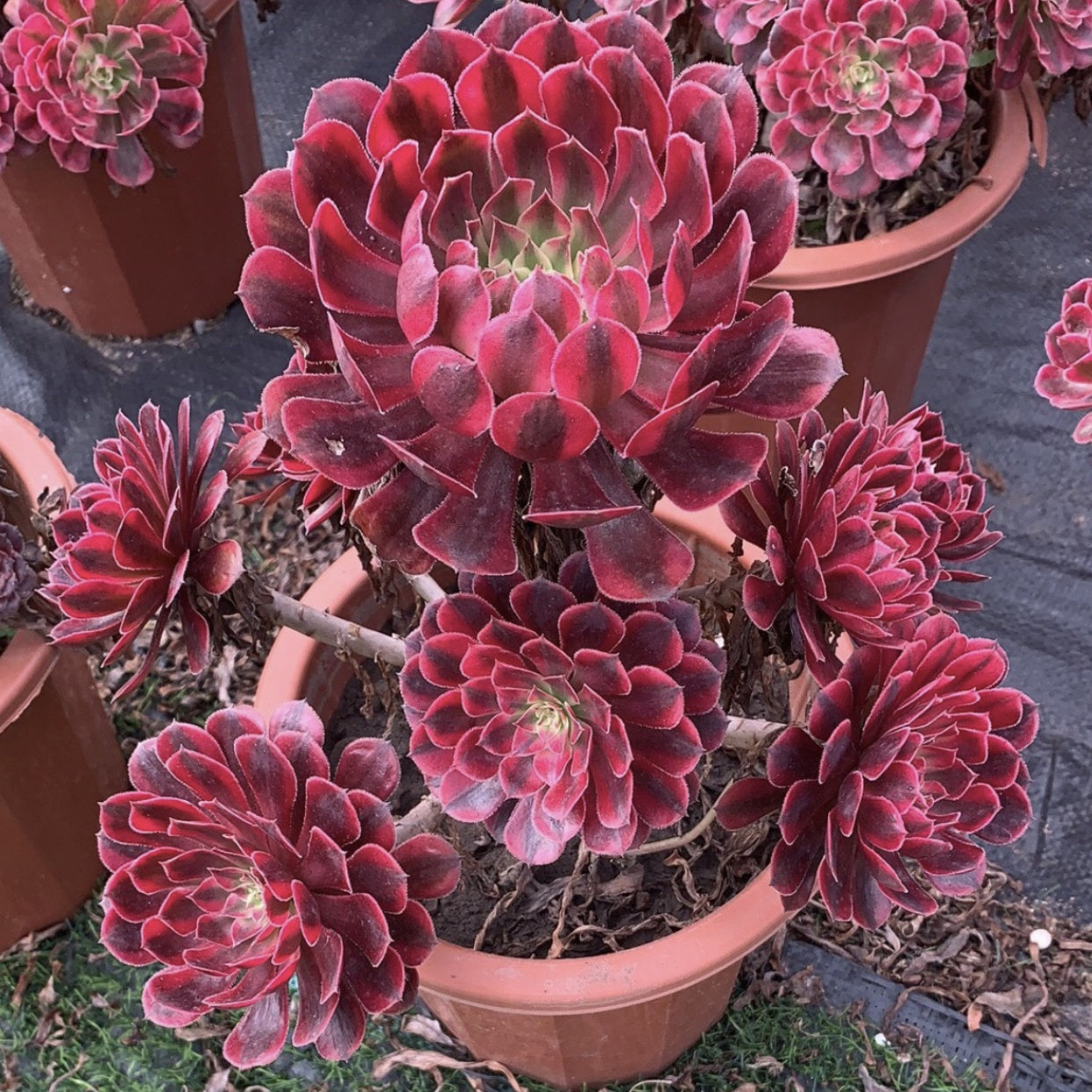 250mm Variegated Aeonium Zwartkin Cluster, Rare and Live Succulent