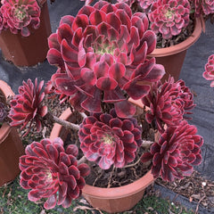 250mm Variegated Aeonium Zwartkin Cluster, Rare and Live Succulent