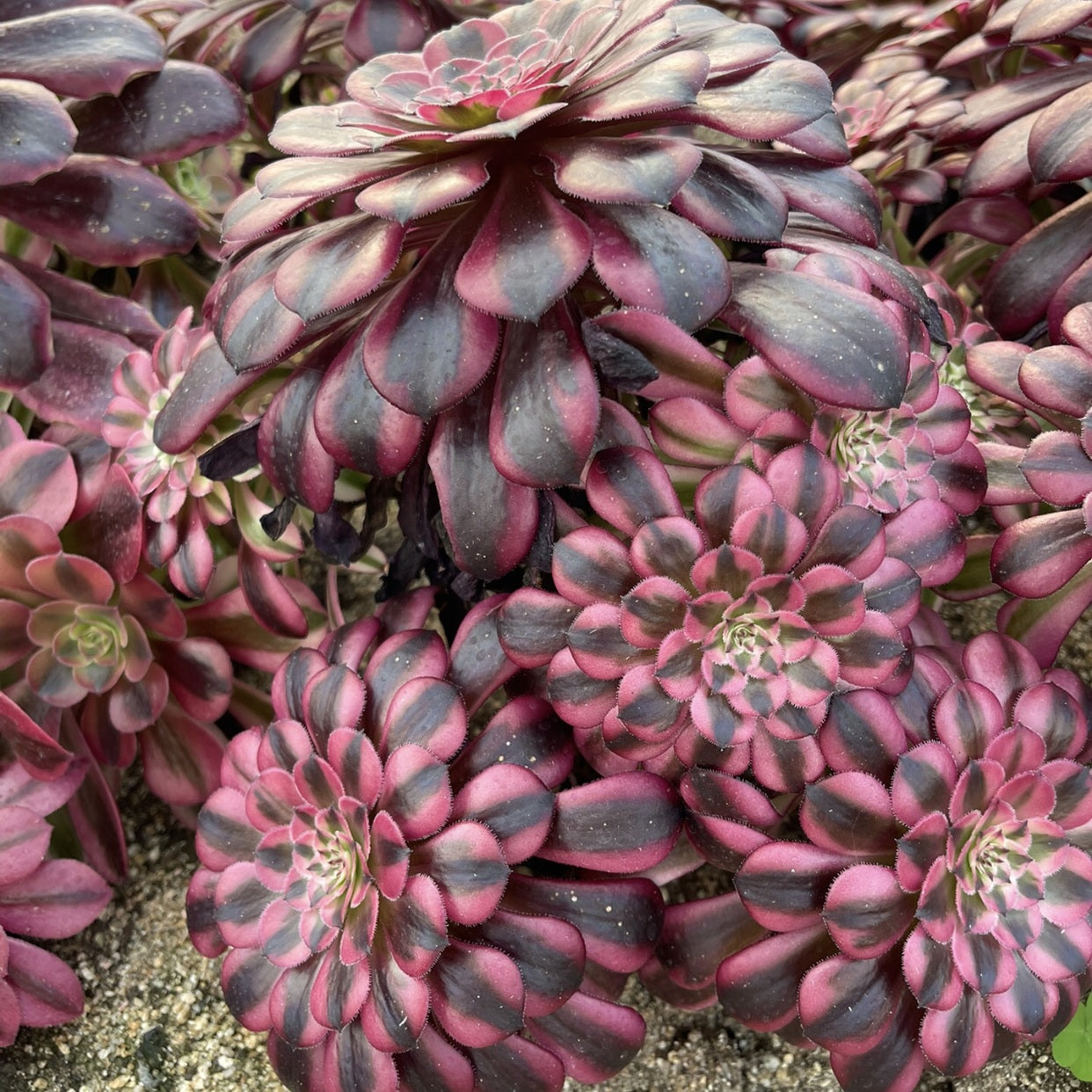 250mm Variegated Aeonium Zwartkin Cluster, Rare and Live Succulent