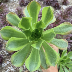 100mm Aeonium ‘Green Lemon’ Single, Variegated Succulent