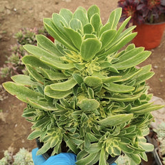 200mm Aeonium ‘Gorgeous Bloom’ Cluster, Variegated Succulent