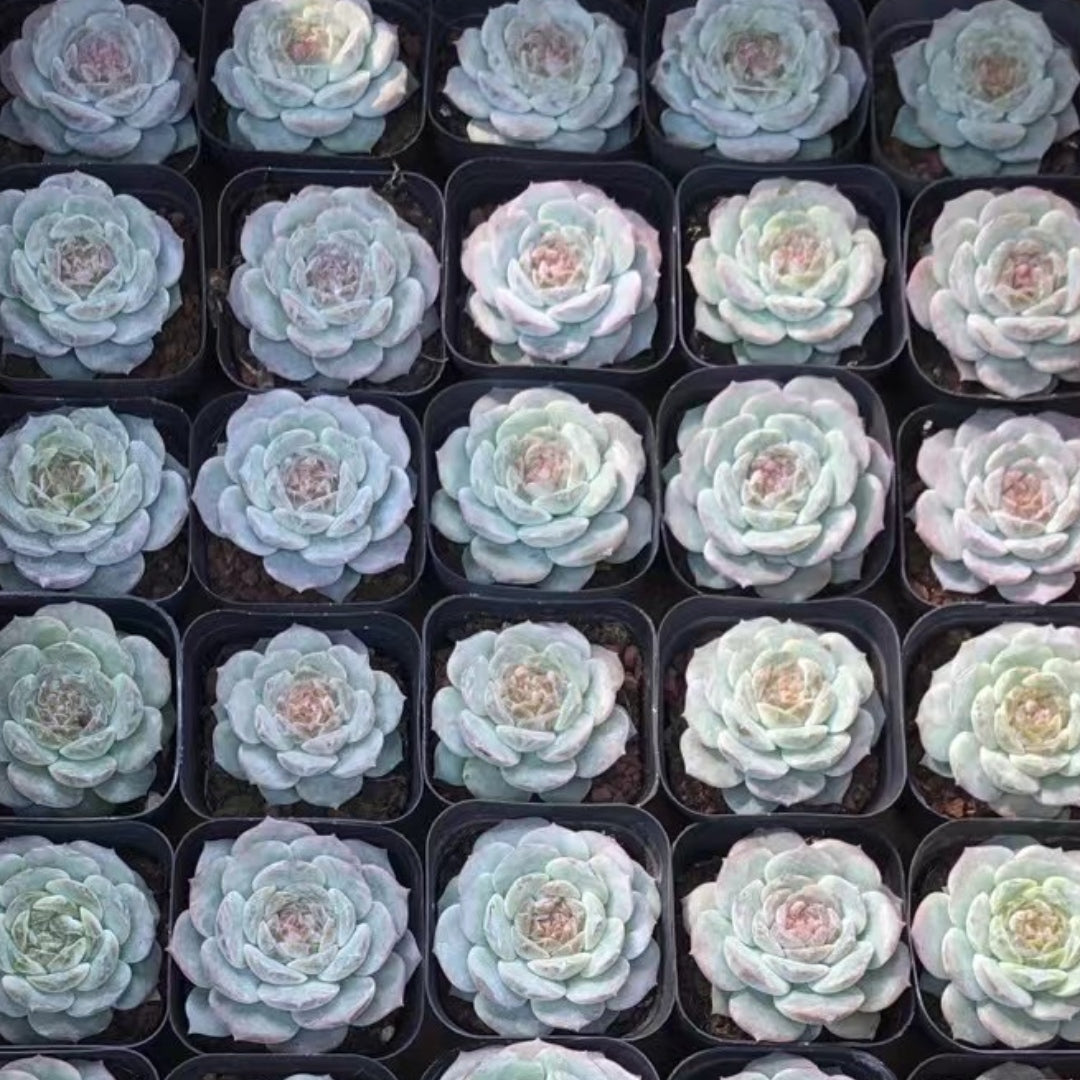 60mm Echeveria Fairyland Single, Rare and Live Succulent