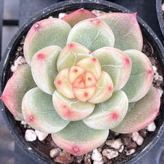 1 echeveria waxed weather ｍ65 fishtail _ 60mm Echeveria 'Star Snow' Single, Rare and Live Succulent