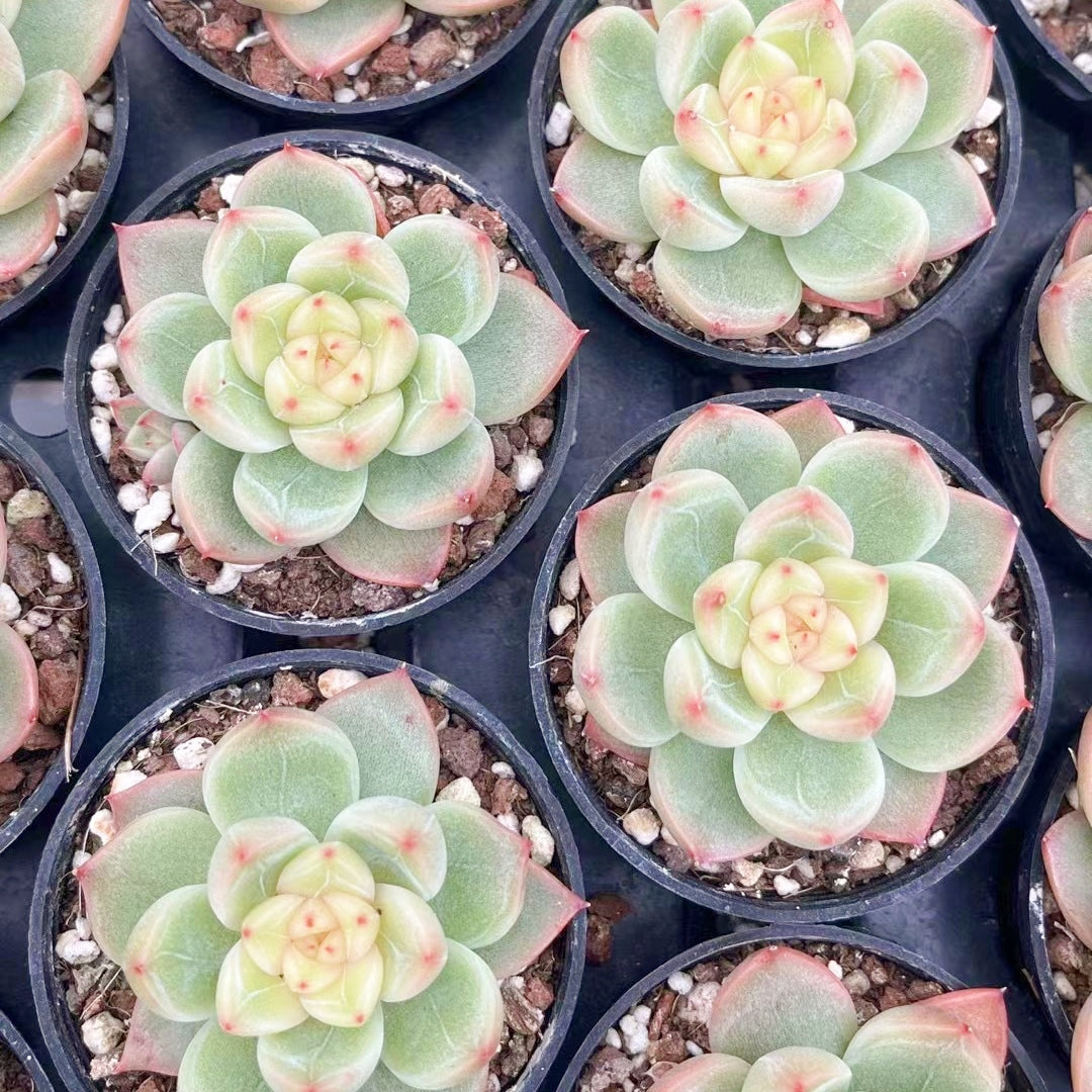 sunny succulents 60mm Echeveria ‘Sunny Jenny’ Single, Rare and Live Succulent