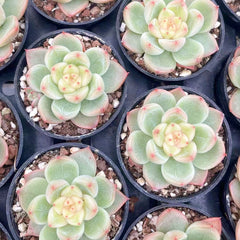 60mm Echeveria ‘Sunny Jenny’ Single, Rare and Live Succulent