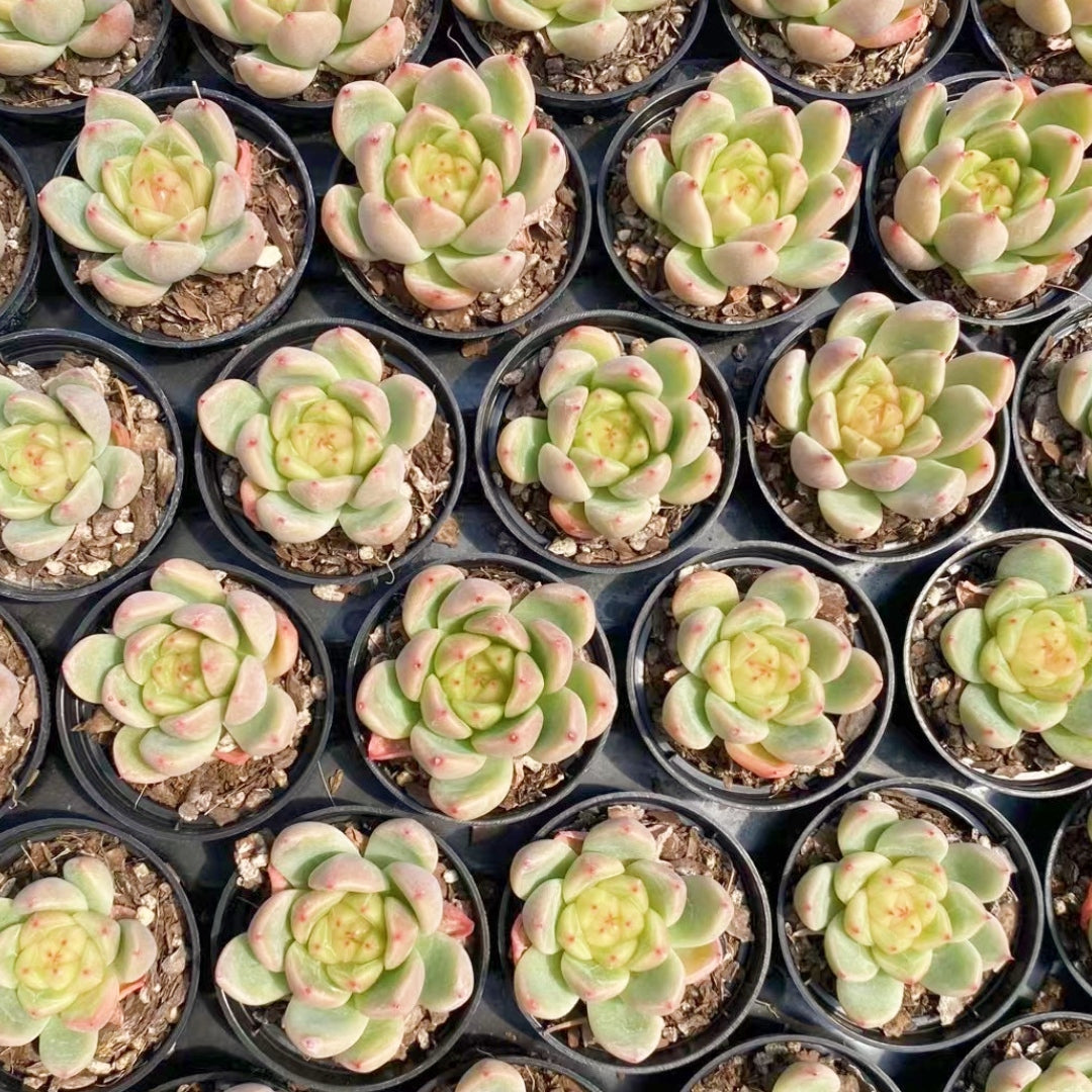 sunny succulents 60mm Echeveria ‘Sunny Jenny’ Single, Rare and Live Succulent