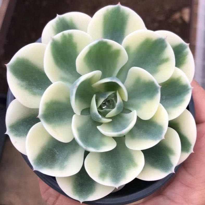 glauca succulent 90mm Echeveria Secunda var. Glauca Variegated Single, Rare and Live Succulent