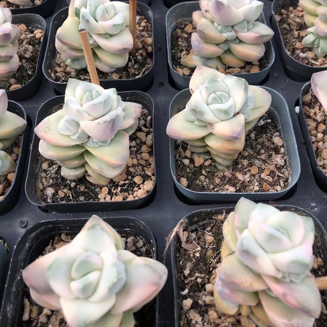 moonglow succulent 60mm Crassula Moonglow Variegated Single, Rare and Live Succulent