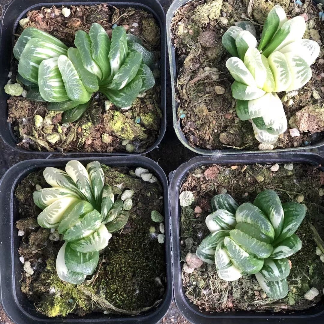 haworthia rare succulents 65mm Haworthia Truncata Variegated Single, Rare and Live Succulent – FM succulent
