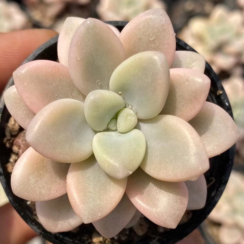 50mm Graptopetalum sp ‘Ellen’ Variegated Single, Rare and Live Succulent