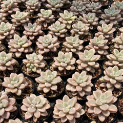 50mm Graptopetalum sp ‘Ellen’ Variegated Single, Rare and Live Succulent