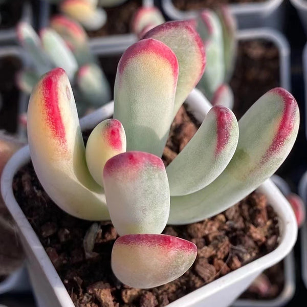 60mm Cotyledon Orbiculata cv. Long Leaf Variegated Single, Rare and Li – FM  succulent