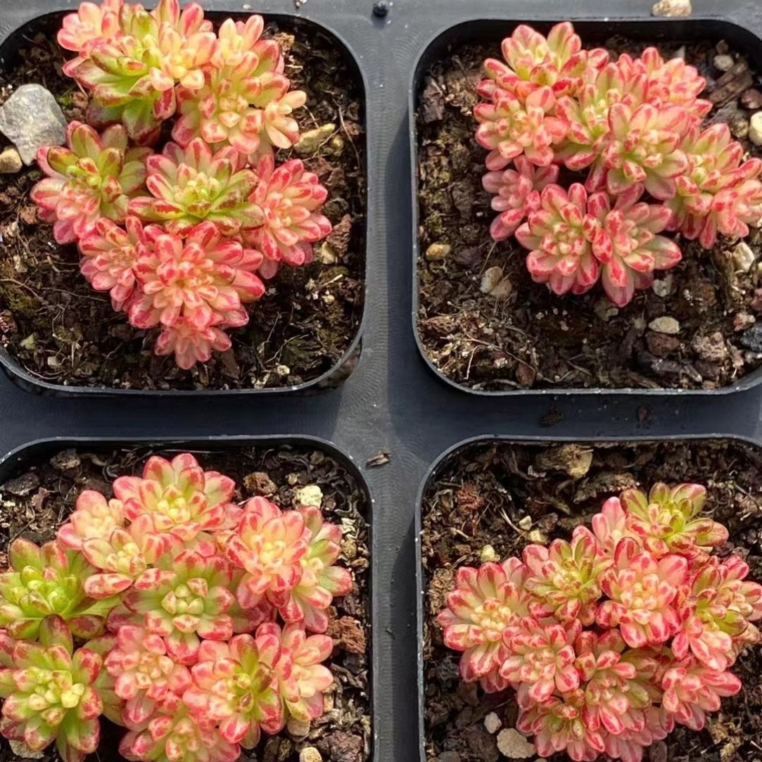 live succulents for sale 65mm Variegated Aeonium × 'loartei Tavorm' Cluster, Rare and Live Succ – FM succulent