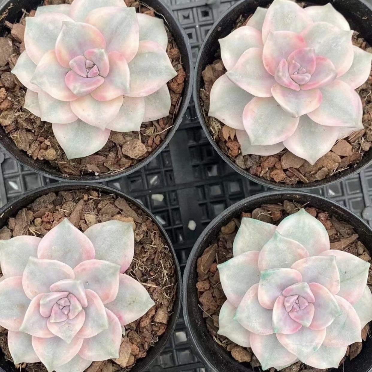 purple and white succulent 90mm Graptopetalum 'Purple Delight' Variegated Single, Rare and Live S – FM succulent