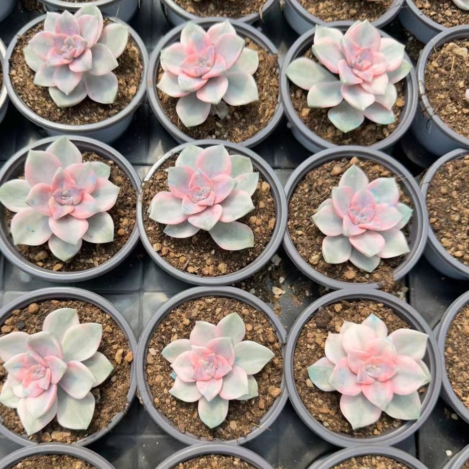 90mm Graptopetalum ‘Purple Delight' Variegated Single, Rare and Live Succulent