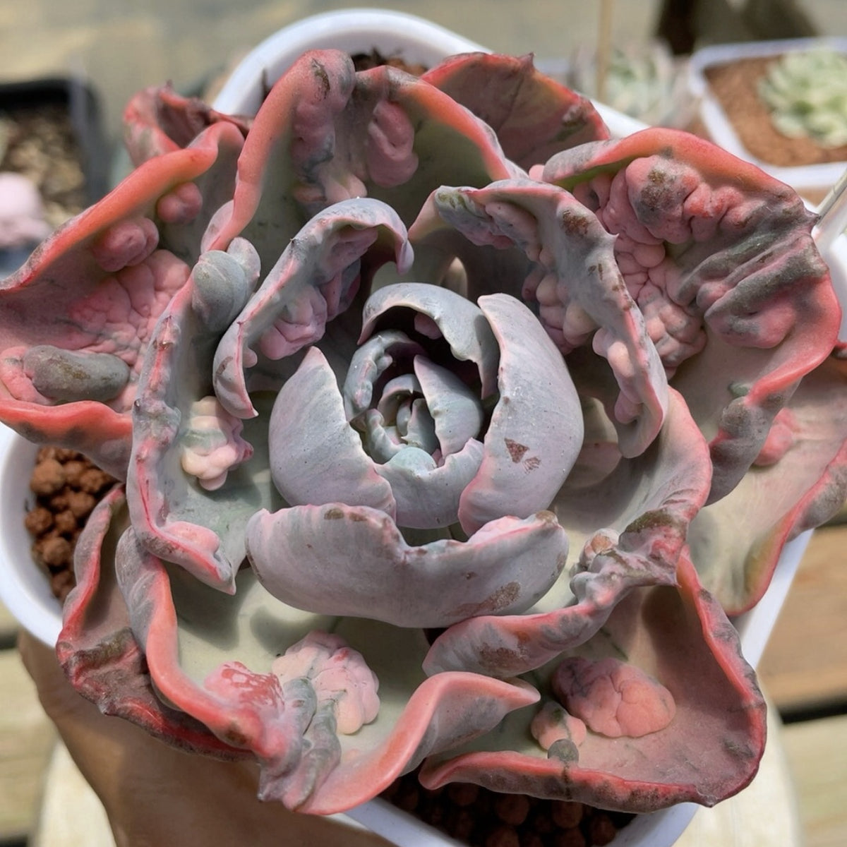 rainbow echeveria succulent 90mm Echeveria 'Beyonce Rainbow' Single, Variegated Succulent – FM succulent