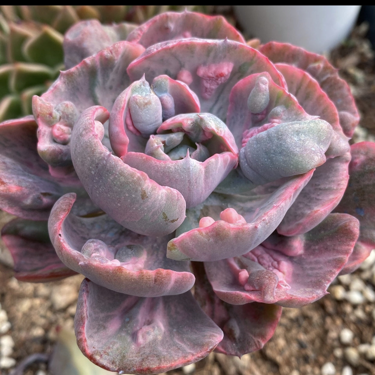 rainbow echeveria succulent 90mm Echeveria ‘Beyonce Rainbow’ Single, Variegated Succulent