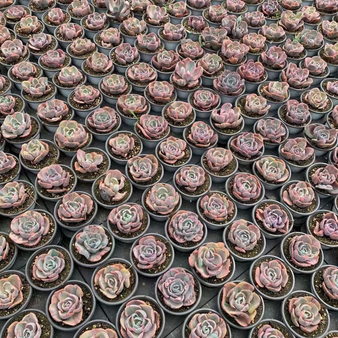 90mm Echeveria ‘Beyonce Rainbow’ Single, Variegated Succulent