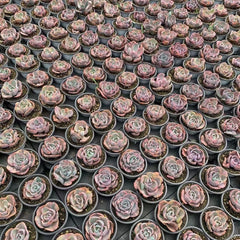 90mm Echeveria ‘Beyonce Rainbow’ Single, Variegated Succulent