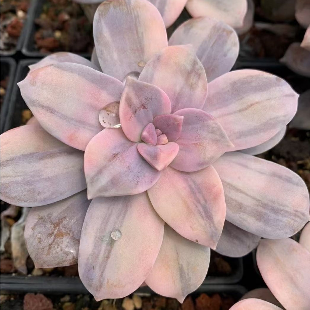 succulent superbum 90mm Graptopetalum Superbum Variegated Single, Rare and Live Succulent – FM succulent