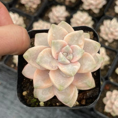 60mm Pachyphytum 'Apricot Beauty' Variegated Single, Rare and Live Succulent