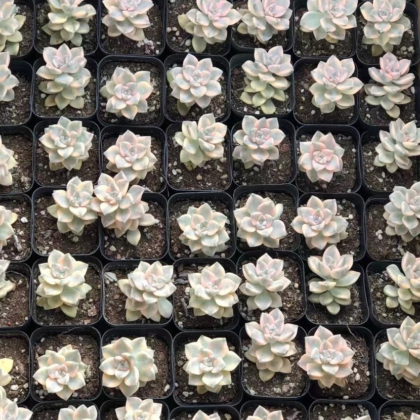 60mm Pachyphytum 'Apricot Beauty' Variegated Single, Rare and Live Succulent