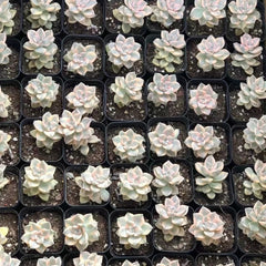 60mm Pachyphytum 'Apricot Beauty' Variegated Single, Rare and Live Succulent