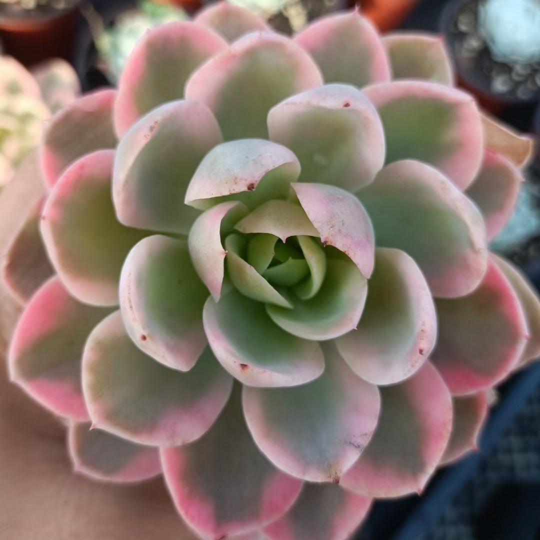 echeveria pink leaves succulent 90mm Echeveria 'Pink Valar' Variegated Single, Rare and Live Succulent – FM succulent