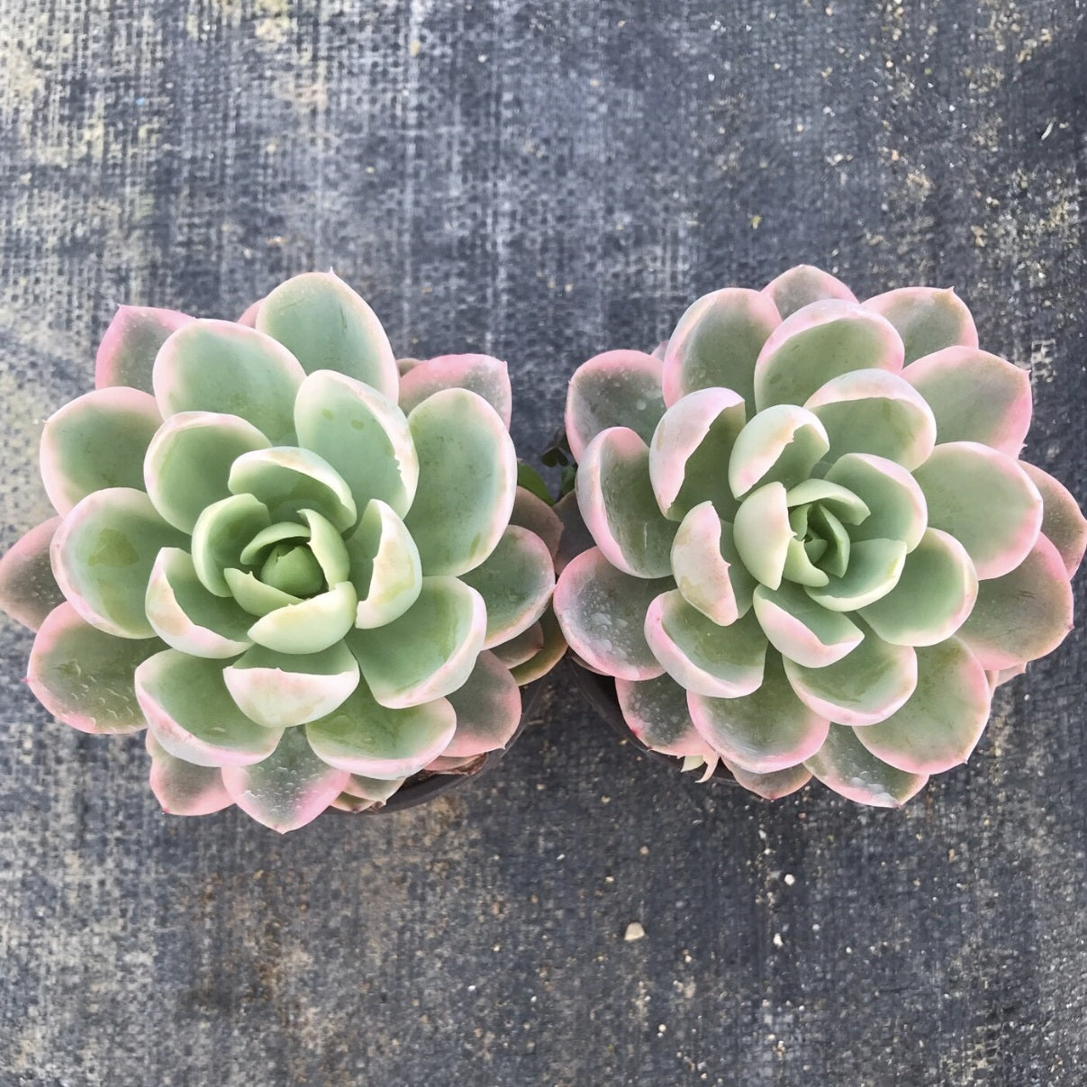 aesthetic pink succulents 90mm Echeveria 'Pink Valar' Variegated Single, Rare and Live Succulent – FM succulent