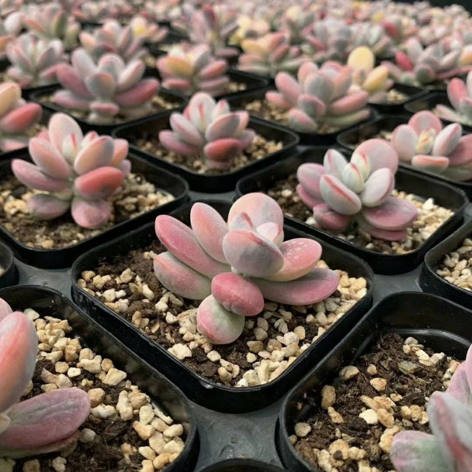 succulents variegated leaves 60mm Cotyledon Orbiculata cv.Variegated Single, Rare and Live Succulen – FM succulent